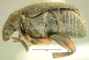 Media type: image;   Entomology 126 Aspect: habitus lateral view